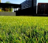 Close-up of healthy, sanitized lawn grass