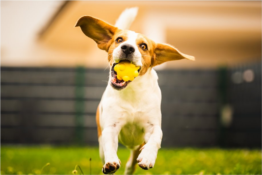 Happy dog playing in clean Pacific Highlands Ranch yard