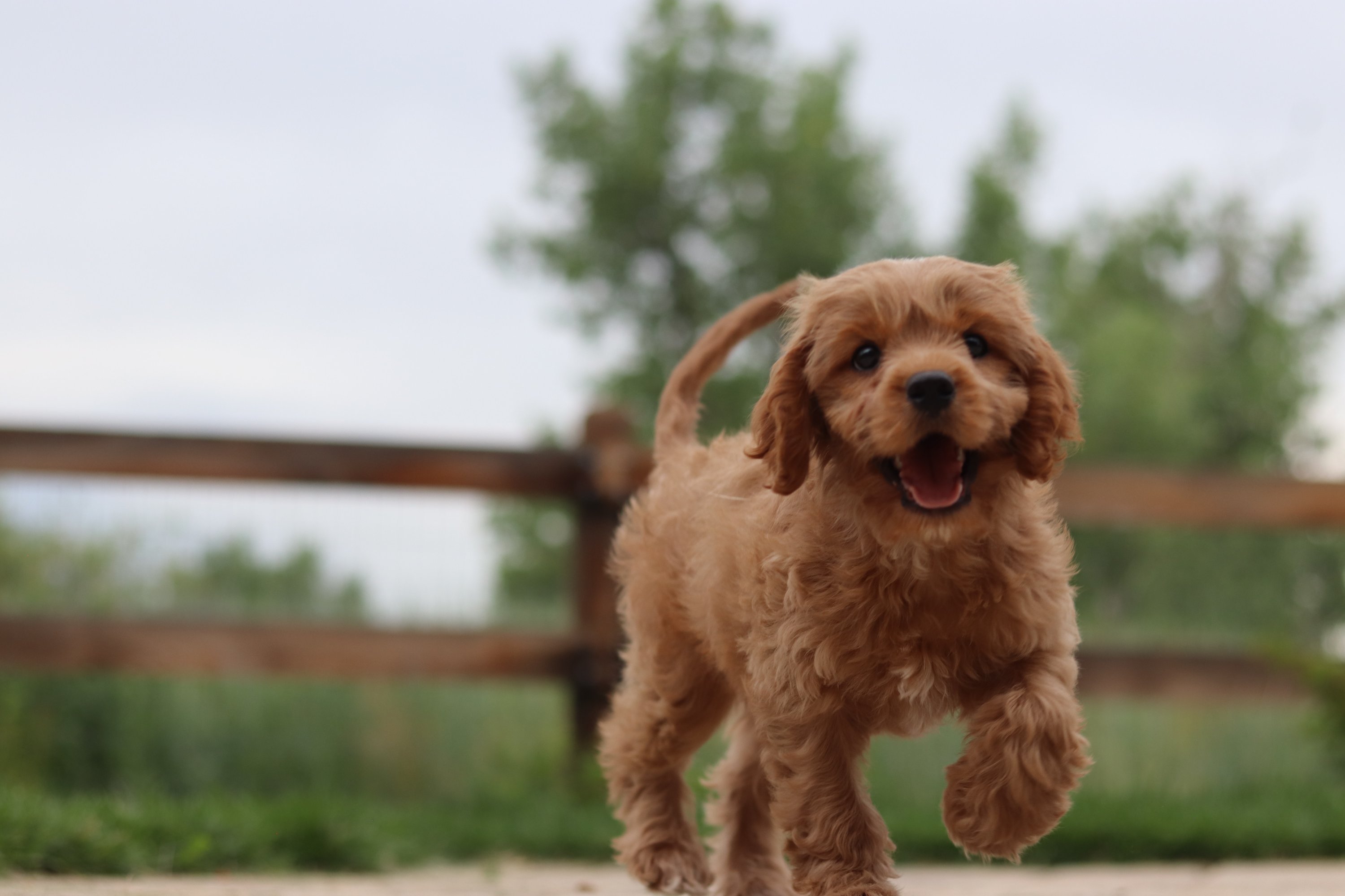 Happy puppy running through a clean San Diego backyard